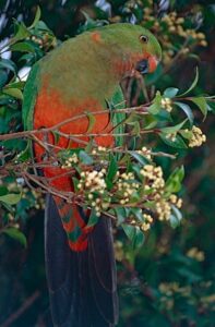 king parrot picture